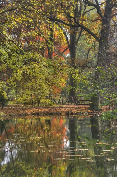 가을 숲 속의 크리크 — 스톡 사진