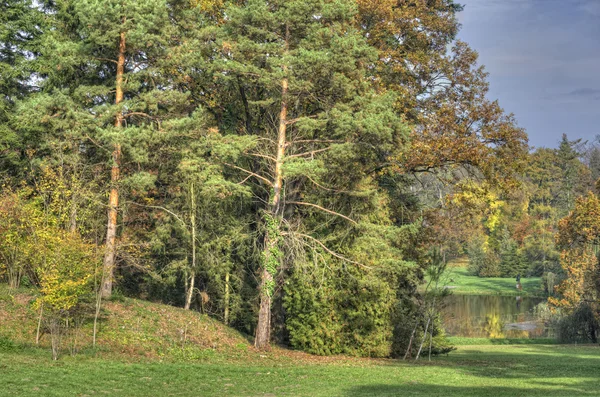 Hösten woods — Stockfoto