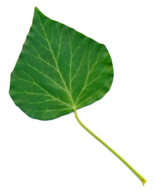 İngilizce Ivy - hedera helix - yaprak