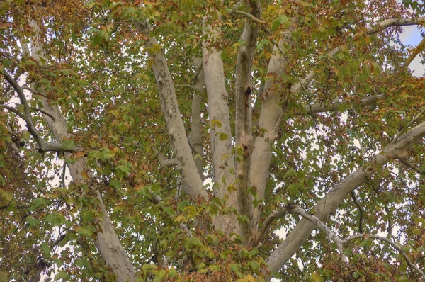 Plane tree in autumn — Stock Photo, Image