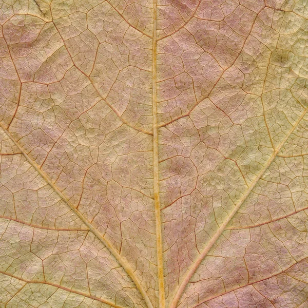 爬山虎叶的细节 — 图库照片