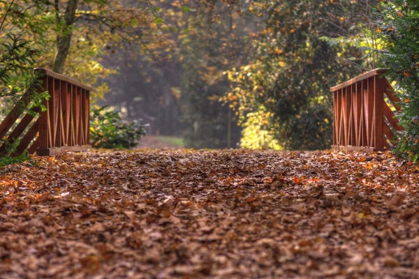 Otoño en el bosque — Foto de Stock