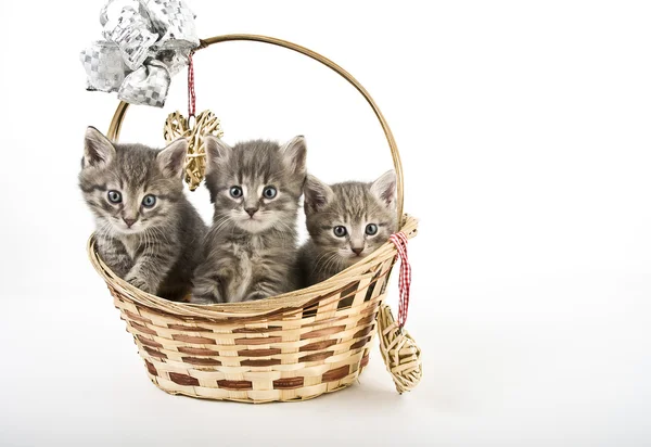 Three kittens in basket — Stock Photo, Image