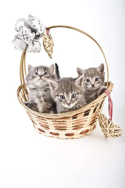 Three kittens in basket — Stock Photo, Image