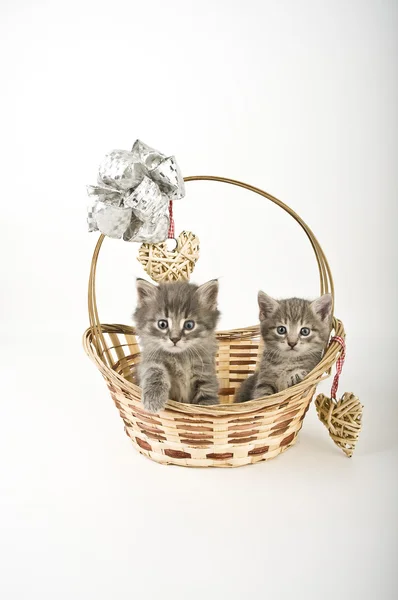 Two kittens in basket — Stock Photo, Image