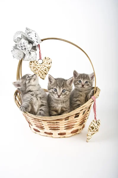 Three kittens in basket — Stock Photo, Image