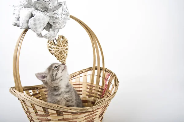 Kittens in basket — Stock Photo, Image