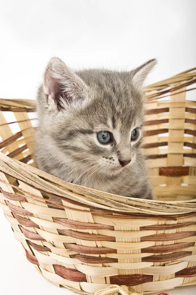 Kittens in basket — Stock Photo, Image