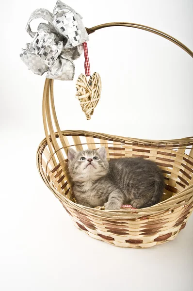 Kittens in basket — Stock Photo, Image