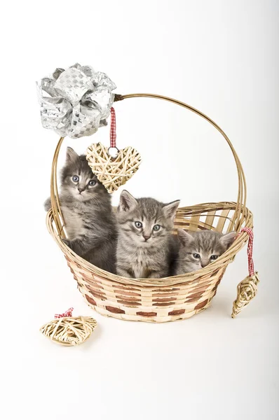 Tres gatitos en cesta — Foto de Stock