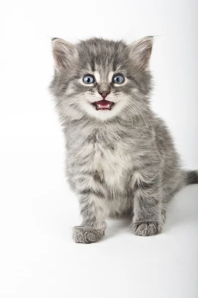 Little kitten — Stock Photo, Image