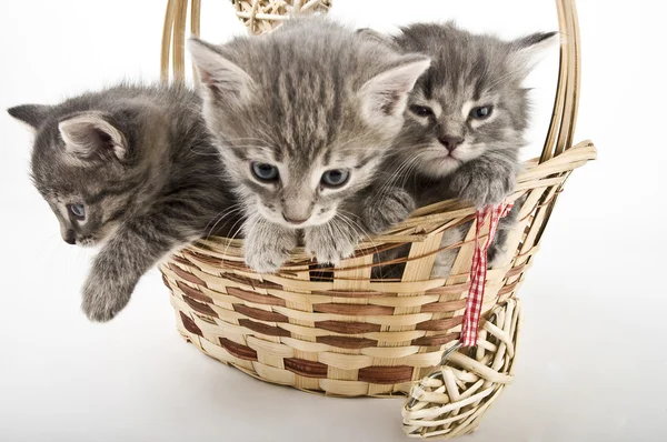 Three kittens run from basket — Stock Photo, Image