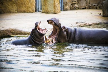 Suaygırları oynama.