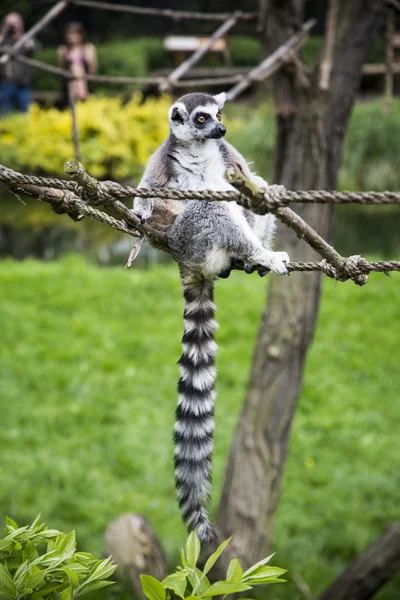 Lemur. — Fotografie, imagine de stoc