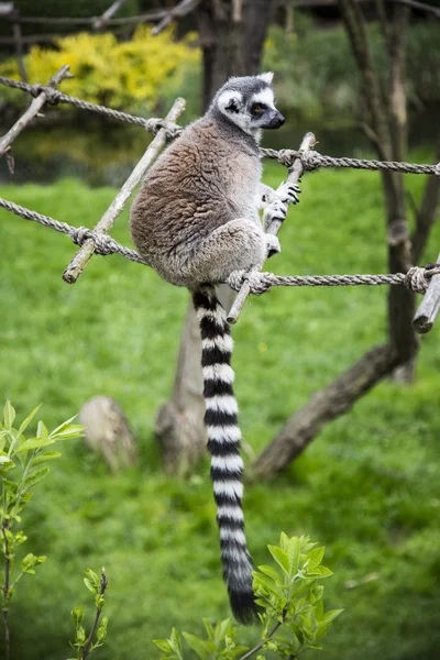 Lemur. — Fotografie, imagine de stoc