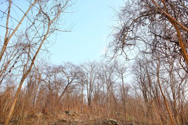 Kuru ağaç dalları orman arka planda