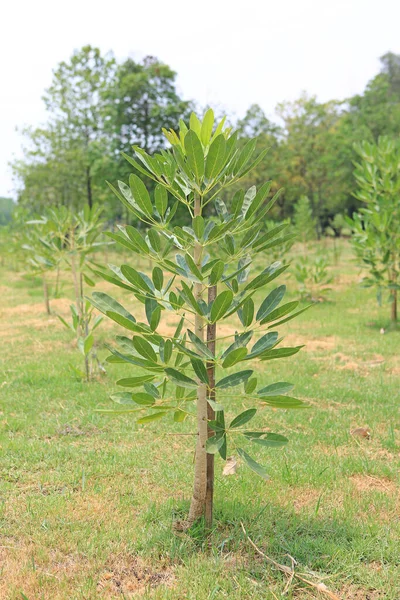 Árvores Recentemente Plantadas Uma Fileira Jardim — Fotografia de Stock