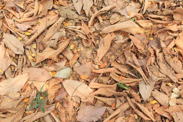 Sfondo Autunno Foglie Cadute Terra — Foto Stock