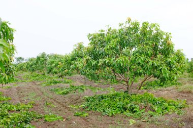 Tayland Vadisi 'nde budama yapan Mango tarlası.