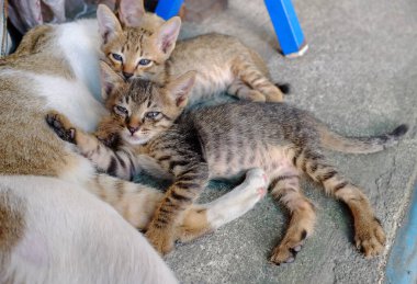 Kedi anne ve kedi yavrusu yerde yatıyor.