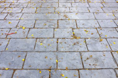 Paver tuğla zemin ya da üzerinde sarı taç yaprağı çiçeği olan kaldırım taşı patika zemin