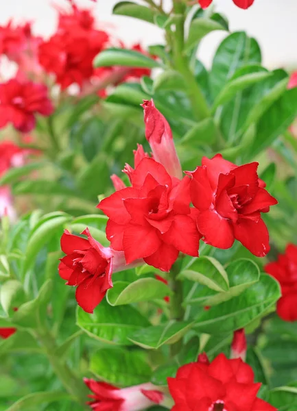 Adenium Obesum Nebo Pouštní Růže Květiny Pozadí Zahrady — Stock fotografie