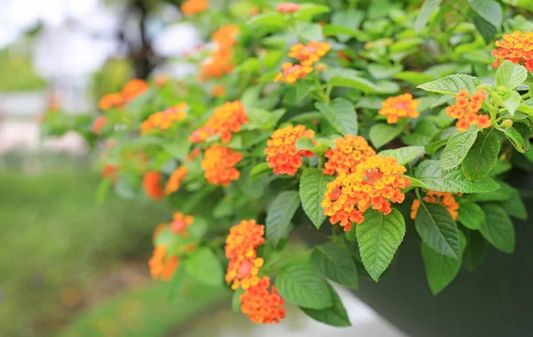 Camara Lantana Naranja Flor Hermosa Pequeñas Flores Jardín —  Fotos de Stock