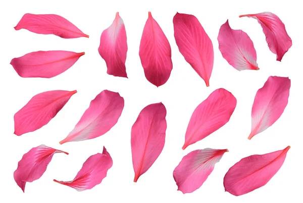 Płatki Bauhinia Różowe Płatki Chongkho Kwiaty Izolowane Białym Tle Obraz — Zdjęcie stockowe