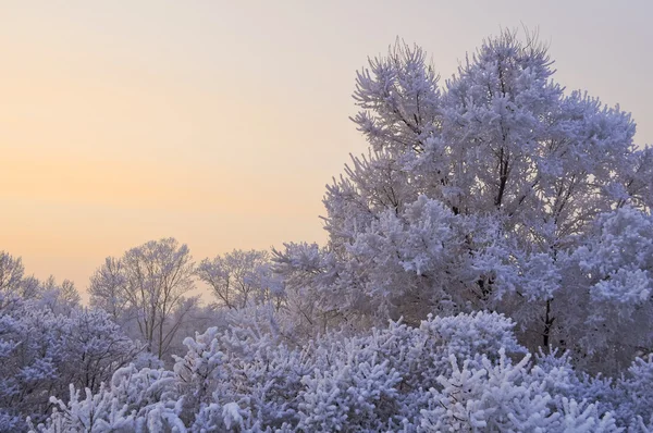 Fundo de inverno — Fotografia de Stock