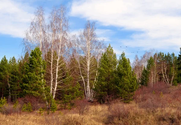 Hermoso bosque de primavera —  Fotos de Stock