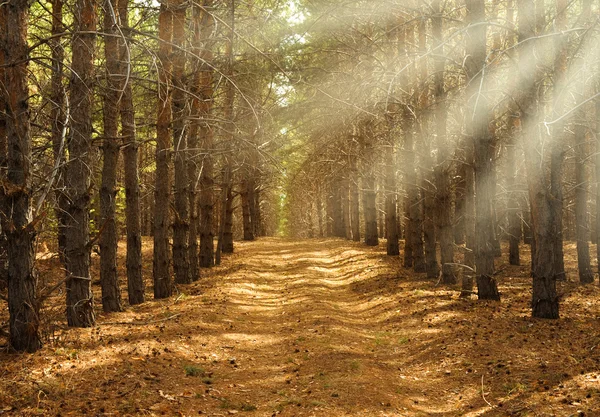 Bela floresta primavera — Fotografia de Stock