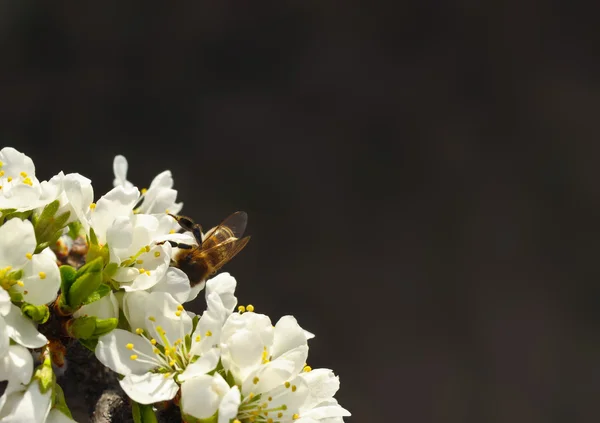 La abeja en las flores — Foto de Stock