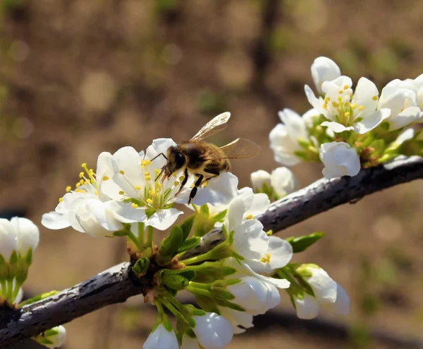 La abeja en las flores — Foto de Stock