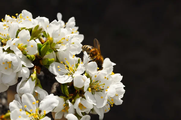 Ape sui fiori — Foto Stock