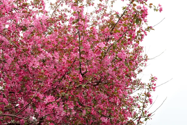 Árbol floreciente — Foto de Stock