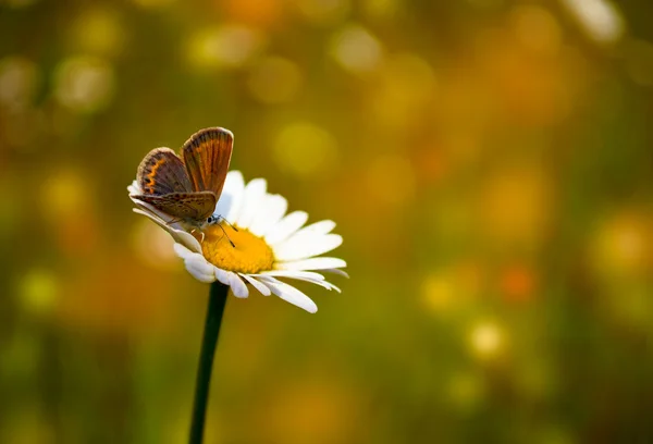 Mariposa en una flor —  Fotos de Stock