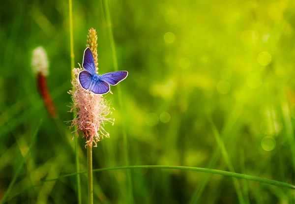 Mariposa en una flor —  Fotos de Stock