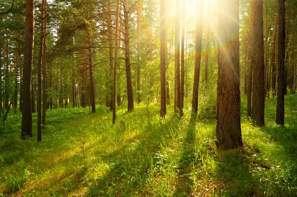 Forest landscape — Stock Photo, Image