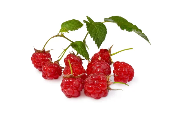 Raspberries — Stock Photo, Image