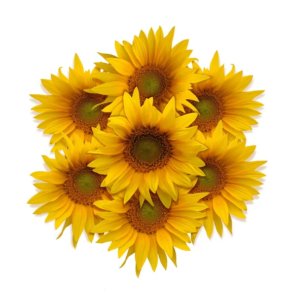 Sunflowers — Stock Photo, Image