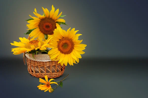 Sunflowers in a basket — Stock Photo, Image