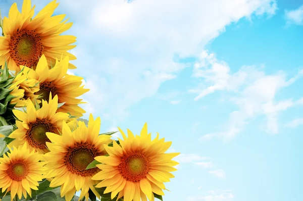 Abstract background with sunflowers — Stock Photo, Image