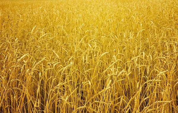 Sfondo di orecchie di grano — Foto Stock