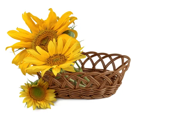 Basket and flower sunflower on a white background — Stock Photo, Image