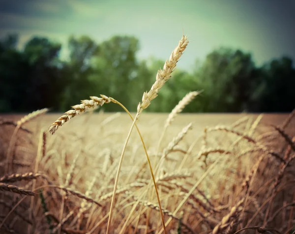 Buğday kulaklar — Stok fotoğraf