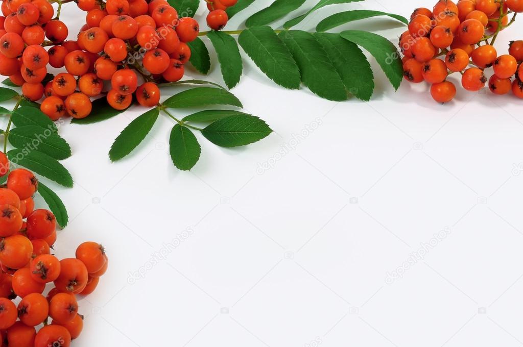 Background with leaves and berries of mountain ash