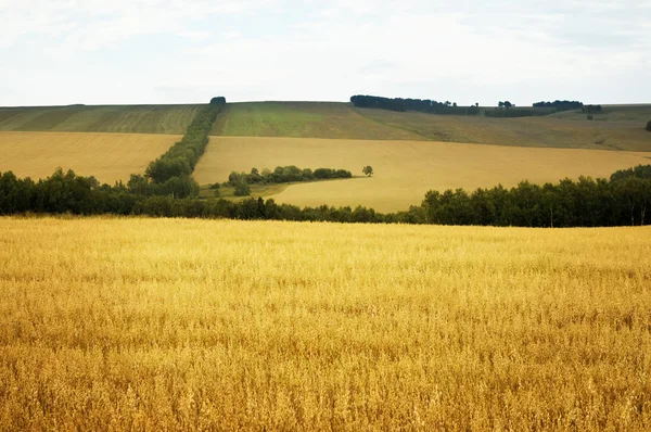 Fields of Gold — Stock Photo, Image