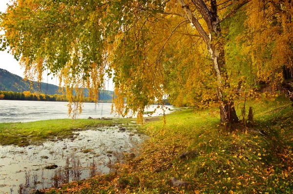 Autumn forest — Stock Photo, Image