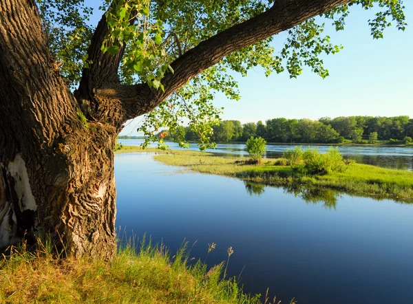 Grande árvore na margem do rio — Fotografia de Stock