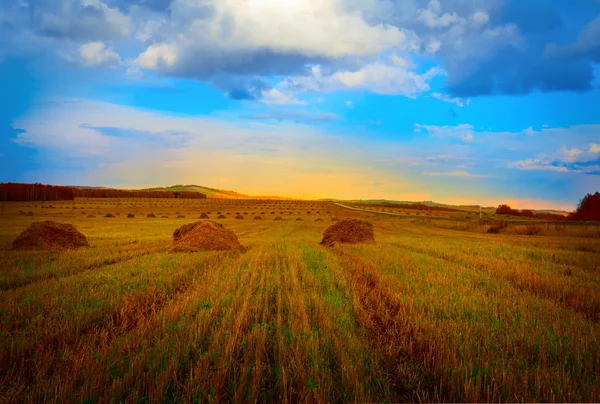 Autumn field with the harvested hay — Stok fotoğraf